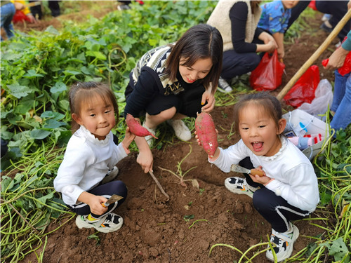 济源市实验幼儿园： 累累丰收季 我来挖红薯 - 校园新闻 - 济源幼儿园-打造最好的幼儿教育-济源市实验幼儿园